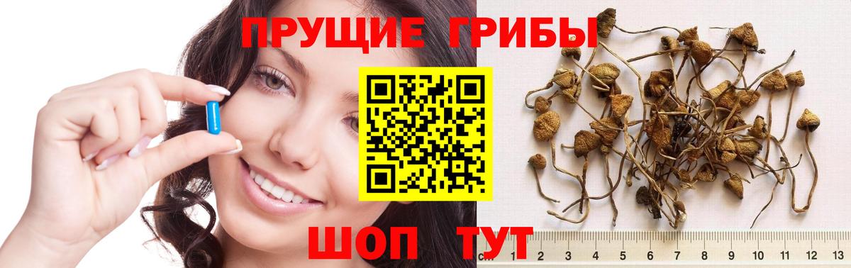 Псилоцибиновые грибы Psilocybe Южно-Сахалинск
